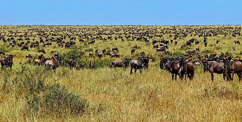 Serengeti