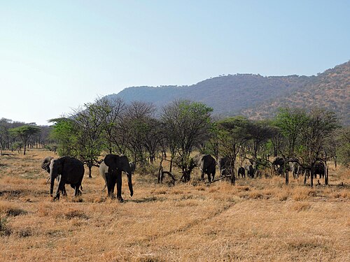 Serengeti