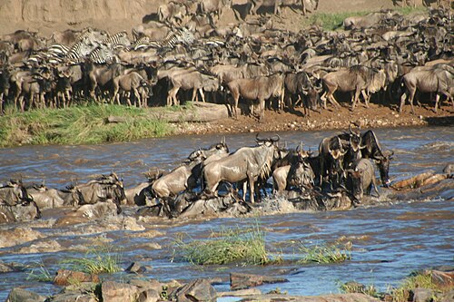 Serengeti