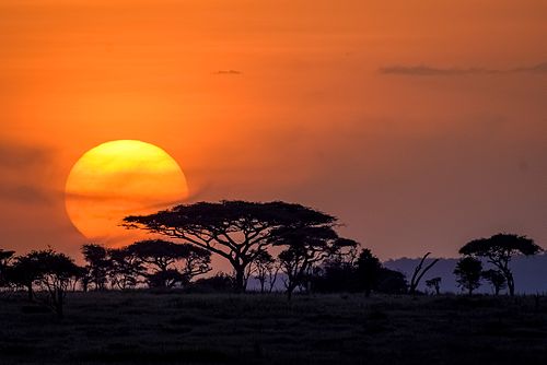 Serengeti